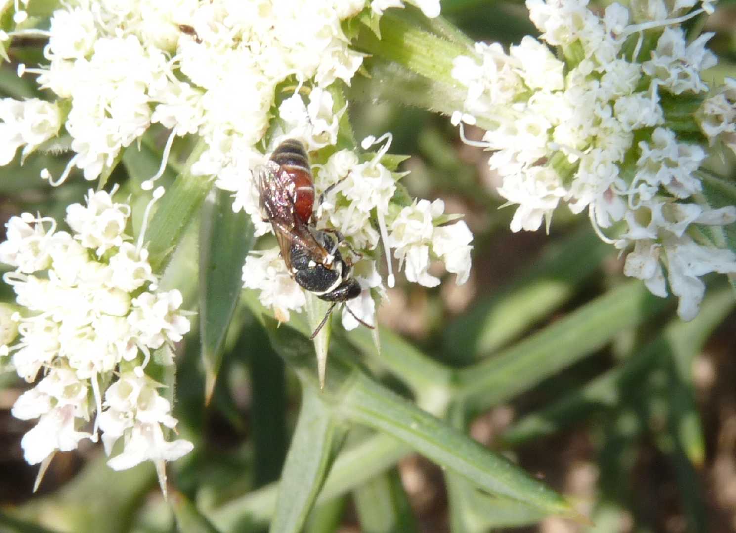 Apidae Colletinae: Hylaeus meridionalis o variegatus